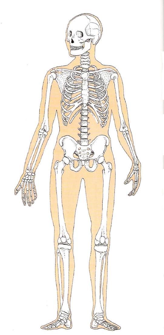 The Human Skeleton Humerus Radius Ulna Pelvis Femur Tibia Skull