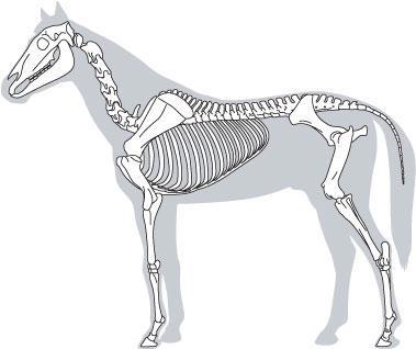 Skeleton of a Horse - Test yourself Skull Shoulder Blade Spine