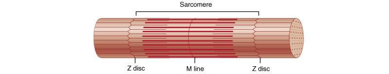Filaments and the Sarcomere Thick (myosin) and thin (actin) filaments overlap each other in a pattern that creates striations (light I bands and dark A