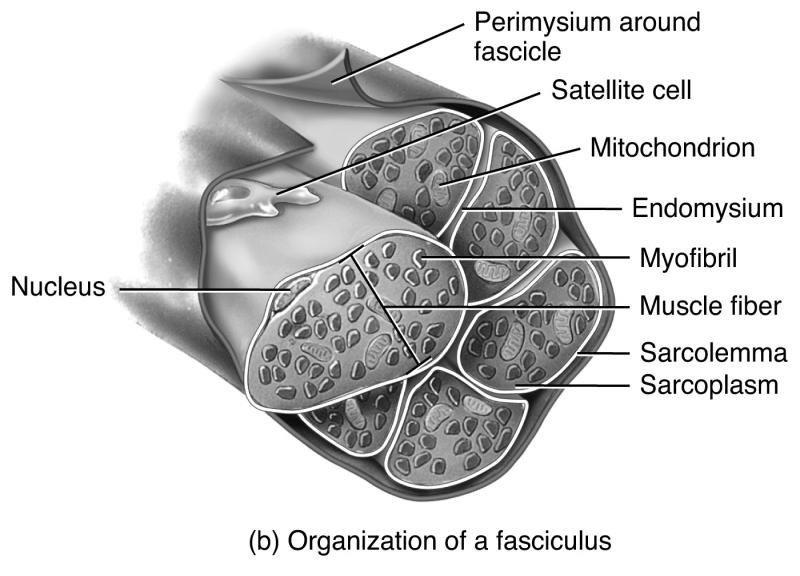form tendons and ligaments (attach skeletal muscle to bone) and