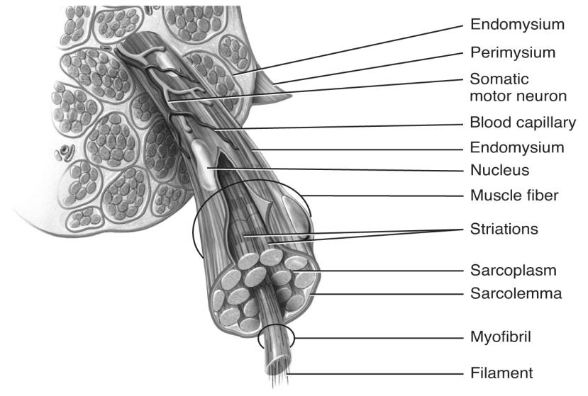 of muscles) Organization of a single muscle belly Epimysium