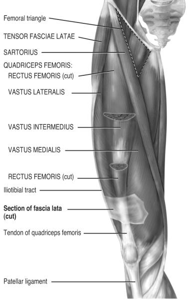 shows the fascia lata enveloping the entire group of quadriceps