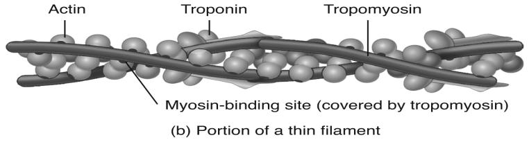 graphic the troponin-tropomyosin complex has slid down into the gutters of the actin molecule unblocking the myosin