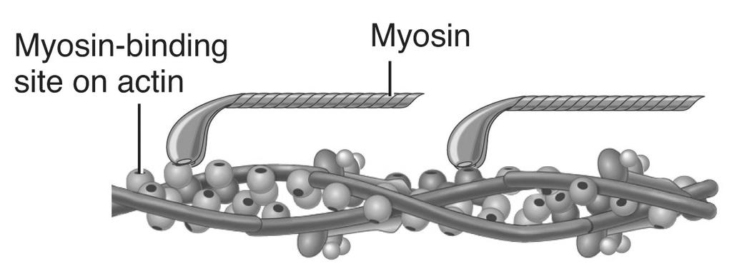structural proteins which contribute to the alignment, stability, elasticity, and extensibility of myofibrils Titan