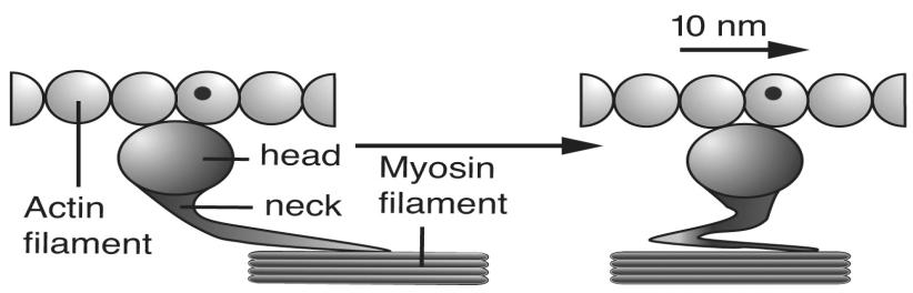 much of the elasticity of myofibrils Dystrophin is discussed later as it relates to the disease of muscular dystrophy