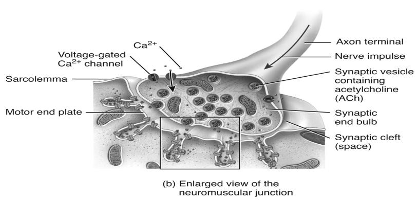membrane is the motor end plate on
