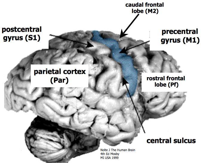 - prefrontal cortex selects which motor program to use - M1 executes the movement so you pick up the bottle (corticospinal tract - output centre) - identification > execution