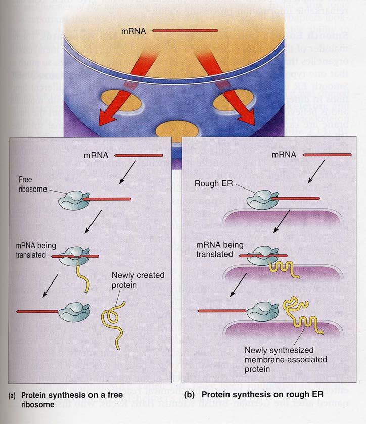Gene expression in nucleus Contains genetic material (chromosomes) including information for cell