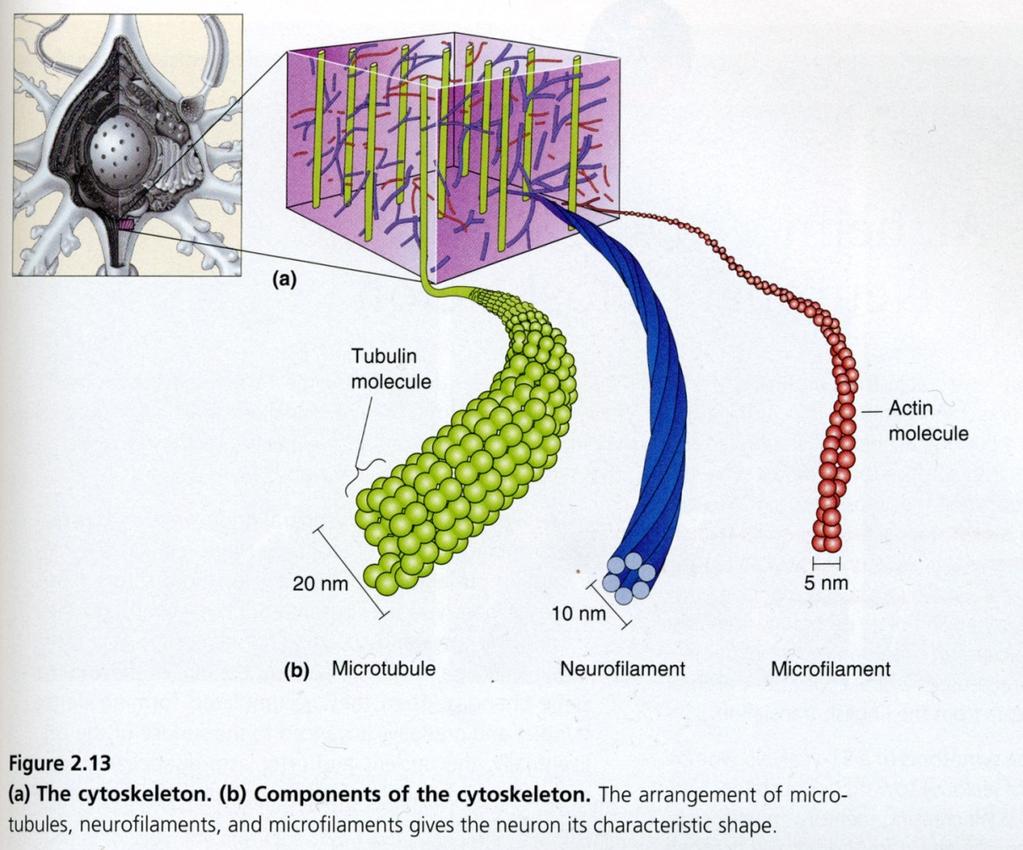 Cytoskeleton System of transport for materials