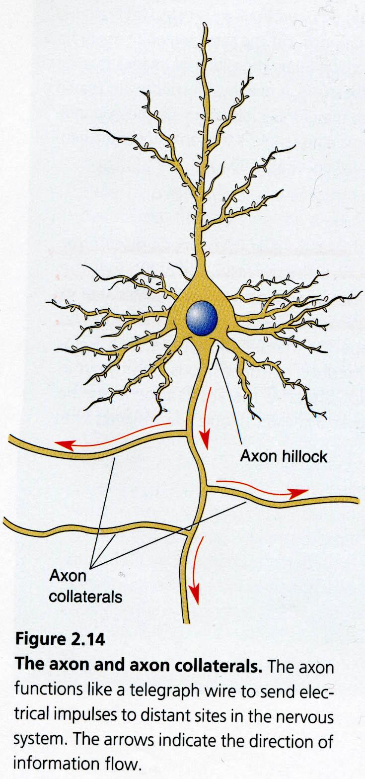 Axon Take information away from the cell body Smooth surface Generally only 1 axon per