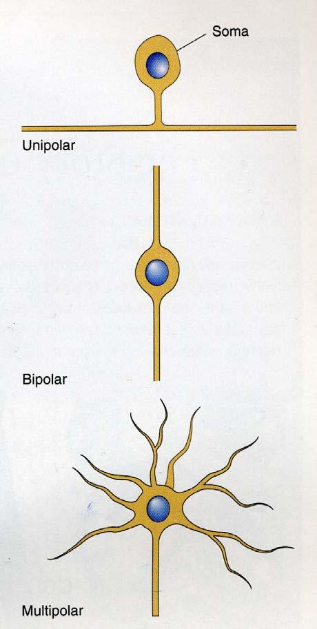 Classification of neurons based on the number of neurites Pseudounipolar cells (example: dorsal root ganglion cells). Actually, these cells have 2 axons rather than an axon and dendrite.