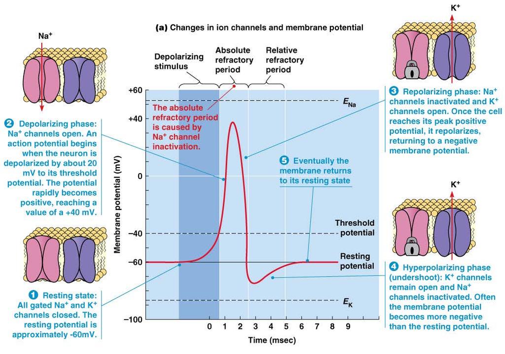 Action potential: