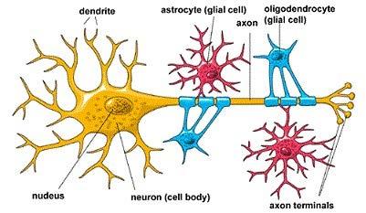 Neuroglia CNS PNS Astrocytes