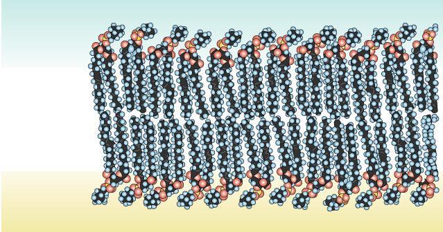 group head hydrophilic Arranged as a bilayer Fatty acid polar hydrophilic heads nonpolar hydrophobic