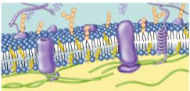 Membrane Proteins Transporter Cell