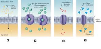 activity Cell adhesion Cell
