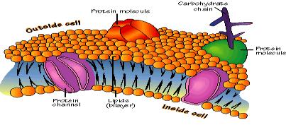 14 cytoskeleton Membrane