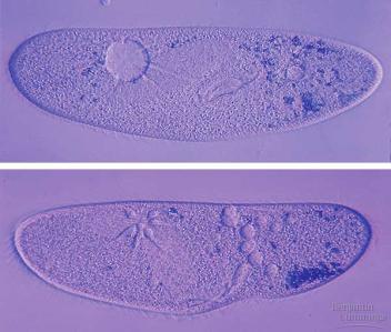 example: Paramecium problem: gains water, swells & can burst water continually enters Paramecium cell