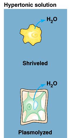 Hypertonic a cell in salt water example: shellfish problem: