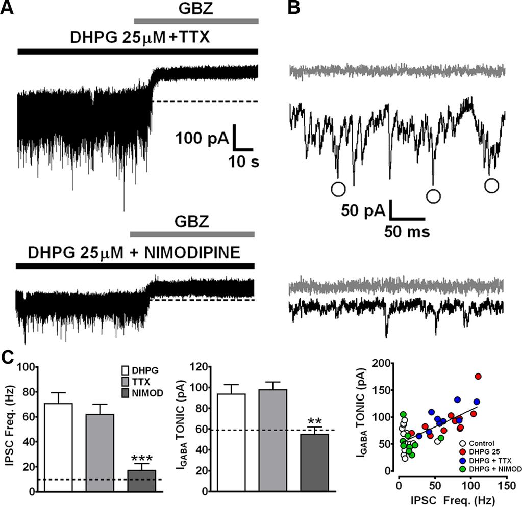 Errington et al. mglur Modulation of Tonic GABA A Current J. Neurosci., June 8, 2011 31(23):8669 8680 8675 Figure 6. Effects of DHPG are L-type Ca 2 channel-dependent but TTX insensitive.
