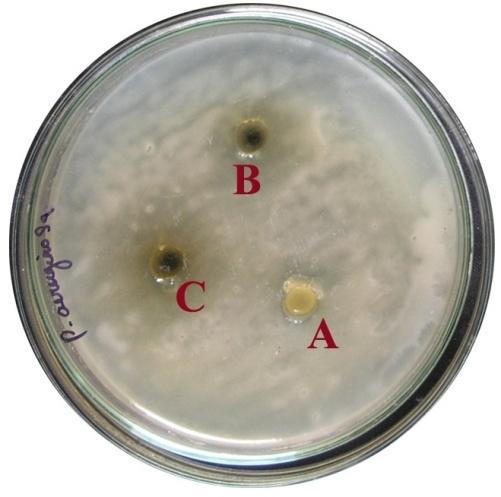 b) Staphylococcus