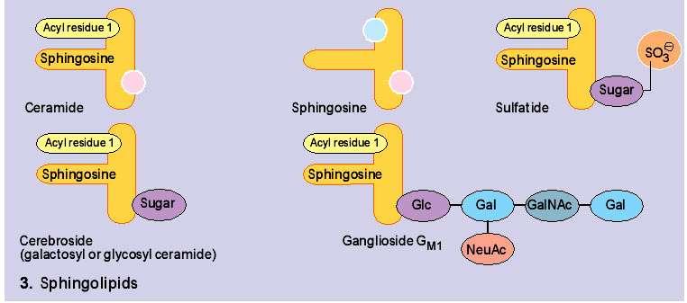 Structure of Sphingolipids 22.