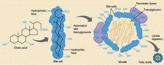 Action of bile salts in emulsifying fats in