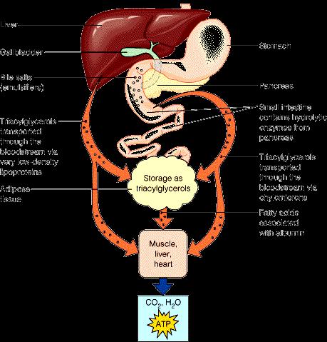 Overview of fat digestion, absorption, storage, and