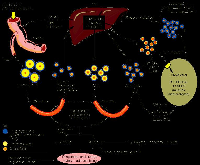 Overview of lipoprotein transport pathways