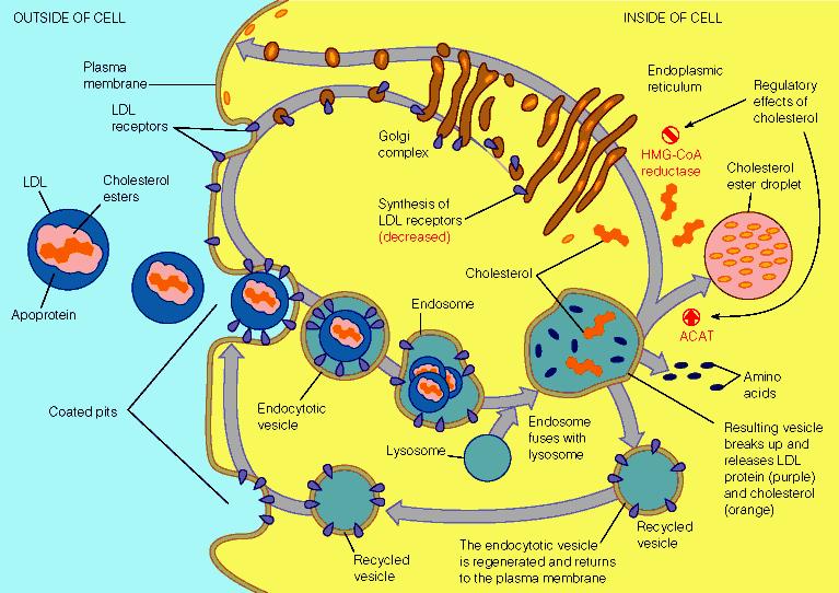 Involvement of LDL receptors in cholesterol