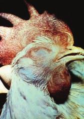 Avian influenza and the viruses that cause it 5 Egg production in layers can sometimes drop to 45 percent of the expected egg yield of a large flock, returning to normal levels of production in 2 4