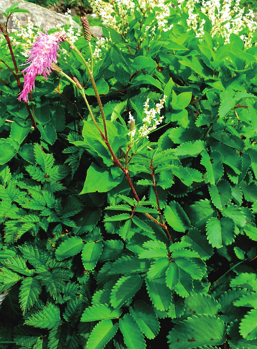 144 Yoshinori Murai and Tsukasa Iwashina Materials and Methods Plant materials Sanguisorba obtusa (Fig. 1) was collected from Mt. Hayachine, Iwate Prefecture, Japan in August 2014.