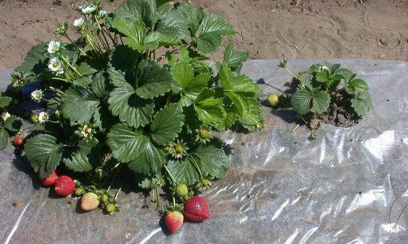fruit production field Prevention