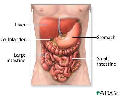 Digestion is the process of breaking down foods into small