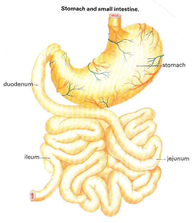 Small intestine enzymes continue to break down fats proteins and carbohydrates