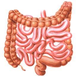 Where digestion occurs All along the digestive