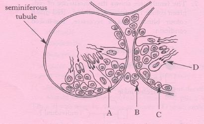 Key Area 1 The structure and function of reproductive organs 1. A function of the interstitial cells in the testes is to produce A. sperm B. testosterone C. seminal fluid D.