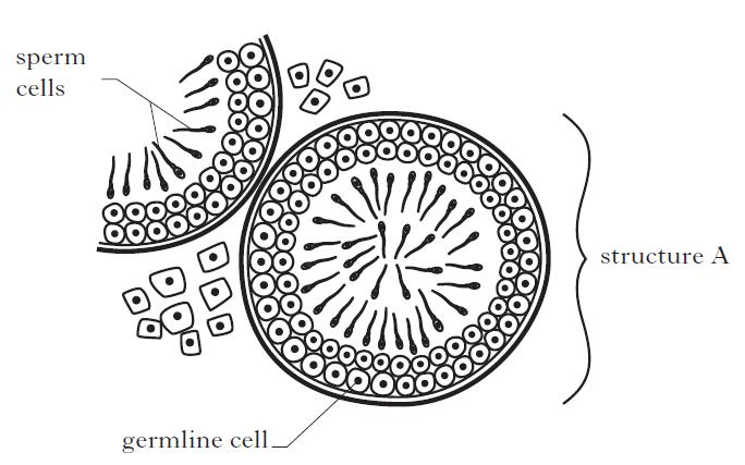 5. The diagram below represents sperm production in a cross section through part of a testis. (a) Name structure A.