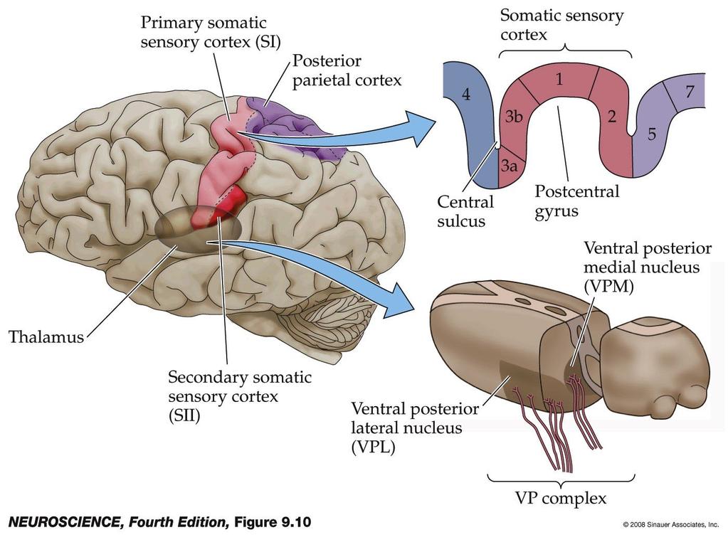 Somatic sensory portions of the thalamus