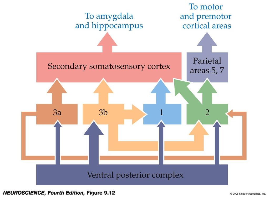 Connections within the somatosensory