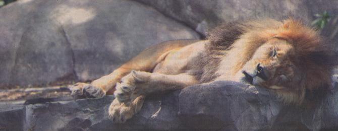 IS YOUR CLUB TIRED OR BORING? THERE IS A HUGE DIFFERENCE Henry, the lion king at the Henry Vilas Zoo in Madison, WI, is tired. He is just trying to get through another 90+ degree day.