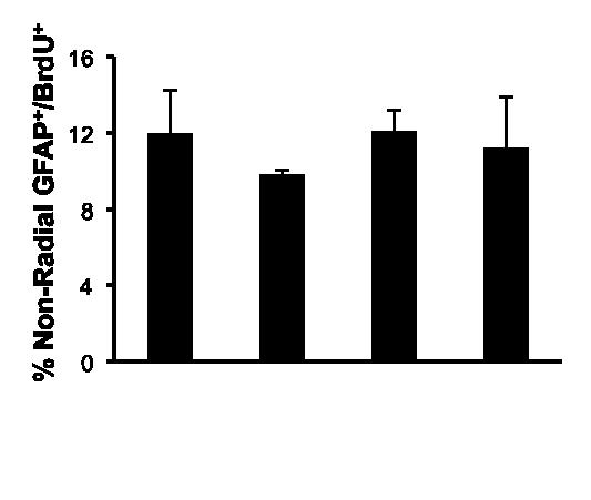 Fcephrin-B2 does not affect gliogenesis in vivo.