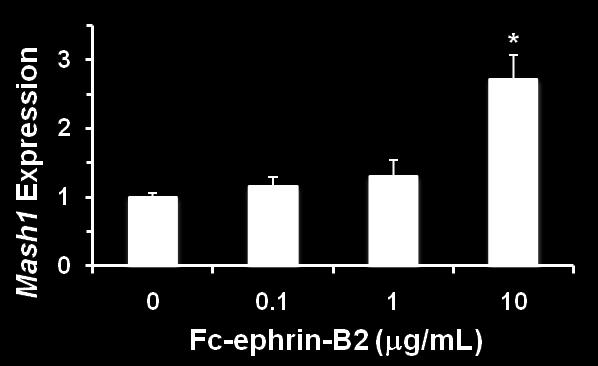 Similar to experiments in Figure 1, Fc-ephrin-B2 stimulation also