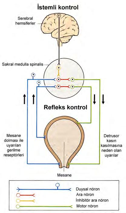 Brain Voluntary control Spinal cord Reflex control Stretch receptors stimulated by full bladder