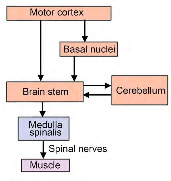 Parts of the Nervous System Involving Motor Control Motor cortex Basal nuclei (ganglia)