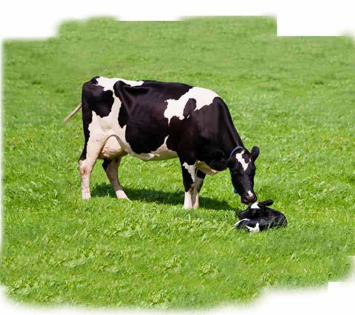 1 98% of the cows calcium is stored in bones and is mobilised