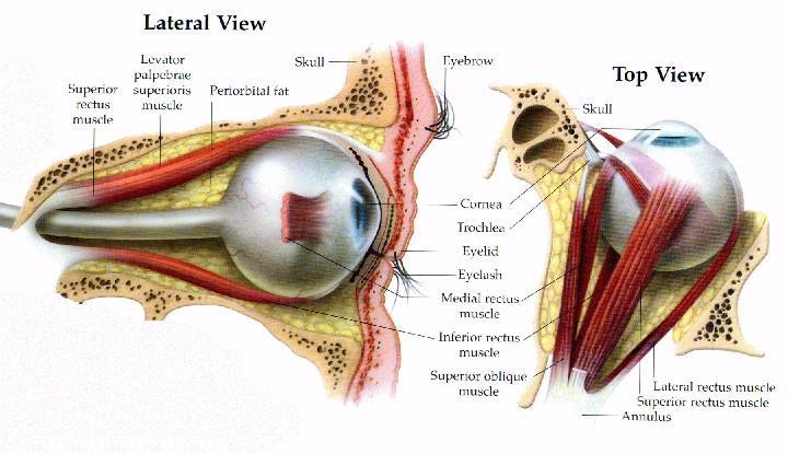 The Human Eye http://www.