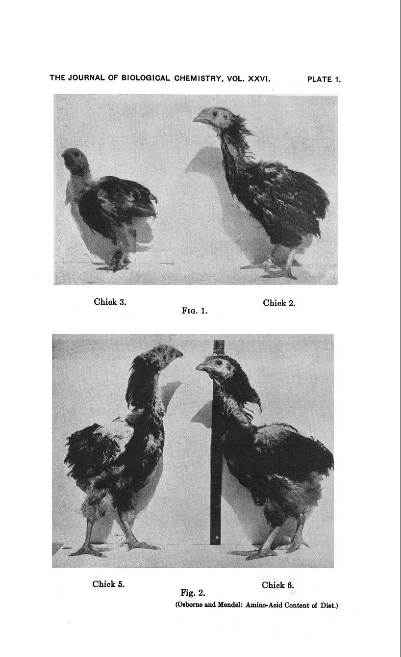 THE JOURNAL OF BIOLOGICAL CHEMISTRY, VOL. XXVI. PLATE 1. Chick 3. FIQ. 1. Chick 2.