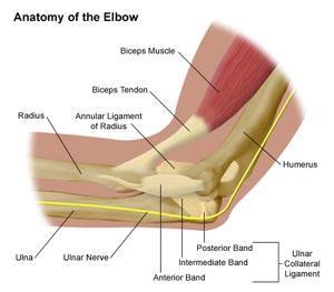 Supporting Structures of the Elbow Articular Capsule: Thin connective tissue encasing 3 articulations Medial Collateral Ligament: Fibers from the medial epicondyle to the coronlid and