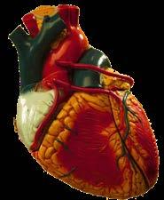 CARDIOVASCULAR BENEFITS OF SMOKING CESSATION Short-term benefits HDL; decreased LDL Arterial pressure Heart rate Improved arterial compliance Risk of arrhythmic death after